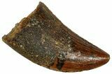 Serrated, Baby Carcharodontosaurus Tooth - Morocco #326826-1